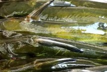黃骨魚(yú)有寄生蟲(chóng)嗎，有寄生蟲(chóng)但后不會(huì)對(duì)人有害