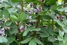 蠶豆的成熟期，通常為4-5月份或7-8月份