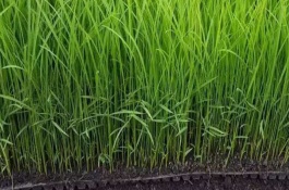 晟豪稻1號水稻栽培技術(shù)要點，生育期155天