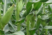 博信212玉米栽培技術(shù)要點(diǎn)，夏播生育期106天