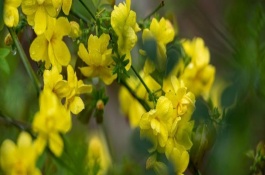 春天開哪些花，常見的有矮牽牛、杜鵑花等