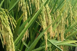贛73優(yōu)明占水稻栽培技術(shù)要點(diǎn)，全生育期152.9天