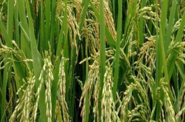 岡8優(yōu)361水稻栽培技術(shù)要點(diǎn)，綜合防治病蟲害