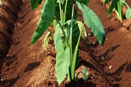 芋頭的培土過程，每年6月份開始