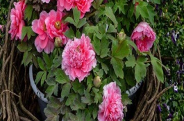 牡丹花夏季養(yǎng)護(hù)方法，剪除生長不良的枝條可節(jié)省養(yǎng)分
