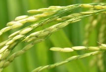 增兩優(yōu)5629水稻栽培技術(shù)要點(diǎn)，全生育期121.1天