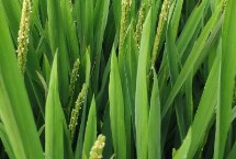 臺香812水稻栽培技術(shù)要點，晚造全生育期115～116天