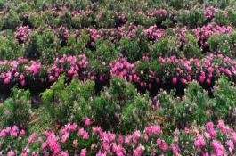 玫瑰花的栽種條件，基地在河北或者山東等地