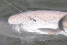 浮釣鰱鳙浮漂吃鉛量多少克最佳，此時鰱鳙的活性不高、因此不易垂釣