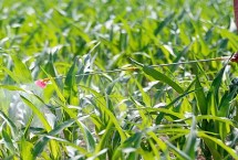 夏玉米苗后除草劑使用方式，包括三氮苯類、磺酰脲類和滅生性除草劑等