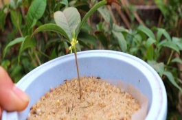 扦插桂花注意事項(xiàng)，建議在每年的春秋季節(jié)進(jìn)行