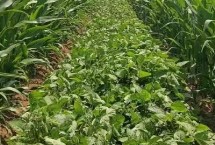皖豆61大豆栽培技術要點，適時防治病蟲草害