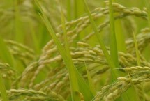 通科79水稻栽培技術(shù)要點(diǎn)，晚熟品種