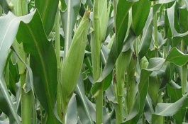 必祥809玉米栽培技術(shù)要點，4月下旬～5月上旬播種