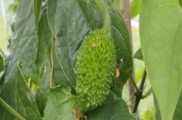 木鱉果什么時候成熟，是一種多年生藤本植物的果實