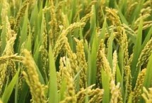 遂兩優(yōu)臻占水稻栽培技術(shù)要點(diǎn)，全生育期162.7天