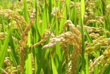 春優(yōu)87水稻栽培技術要點，每畝有效穗數(shù)14.5萬穗