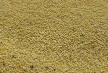 小米和普通大米的區(qū)別，把蟲子驅(qū)趕后便可食用