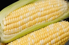 金科529玉米栽培技術(shù)要點(diǎn)，適宜密度為3000株/畝左右