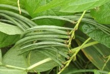 種植紅小豆怎么施肥，一般在5-6月份種植