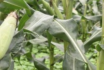 康村玉6號玉米栽培技術(shù)要點，高抗大斑病