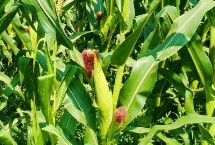 沃普2131玉米栽培技術(shù)要點(diǎn)，適宜播種期4月下旬到5月上旬