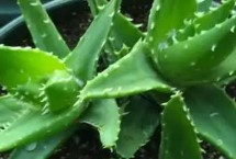 蘆薈需要經(jīng)常澆水嗎，澆水頻率與季節(jié)還有溫度有關(guān)系