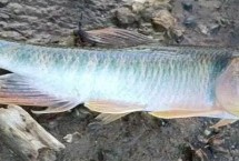魚種食性，手竿建議選臺釣竿
