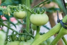 如何防止西紅柿結(jié)果期出現(xiàn)僵果，需要根據(jù)其掛果數(shù)量來(lái)進(jìn)行澆水