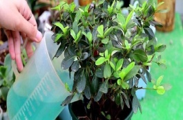 杜鵑花開放時能不能對花朵澆水，一定要掌握見干見濕的原則