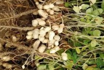 哪些水果在秋季成熟，包括花生、玉米、西紅柿等品種