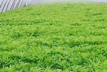 蘆蒿種植間距多少，選用良種可提高產(chǎn)量