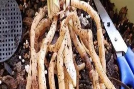 荷花葉片發(fā)黑腐爛的原因，可能是水量過多、施肥過量等因素造成
