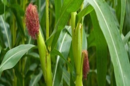 贊玉2009玉米栽培技術(shù)要點(diǎn)，玉米苗期注意防治雜草