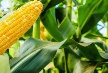 米多11玉米栽培技術(shù)要點(diǎn)，4月下旬5月上旬播種