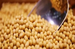 浙農(nóng)3號(hào)大豆栽培技術(shù)要點(diǎn)，該品種籽粒較大