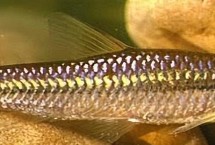 3月份釣魚還是釣底還釣半水，釣半水的效果一般會更好