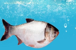 鰱魚的主要價(jià)值，性成熟之后便具備繁殖能力