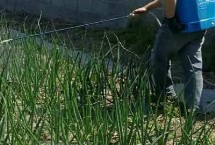 洋蔥黑斑病的防治方法，病發(fā)前應防止田間積水