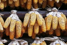 紅谷823玉米栽培技術(shù)要點(diǎn)，中抗南方銹病