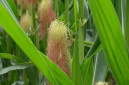 新玉103號玉米栽培技術(shù)要點(diǎn)，手工播種或用播種機(jī)精量播種