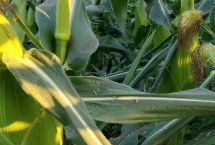 先玉1709玉米栽培技術要點，種植密度6000株/畝左右