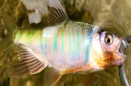 桃花魚和馬口魚有什么區(qū)別，魚嘴和魚身均不同