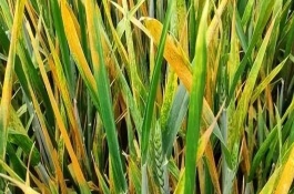 小麥條銹病的發(fā)生原因，葉片上會(huì)出現(xiàn)很多夏孢子堆