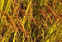 禾銀絲苗水稻栽培技術(shù)要點(diǎn)，早造全生育期124～126天