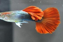 孔雀魚吃什么長得快，首先注意養(yǎng)殖密度