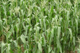 龍生19號(hào)玉米栽培技術(shù)要點(diǎn)，適宜播期4月下旬至5月上旬