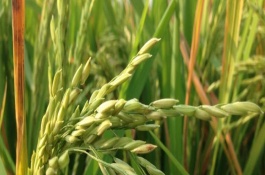 吉農(nóng)大23號(hào)水稻栽培技術(shù)要點(diǎn)，抽穗前后注意及時(shí)防治稻瘟病
