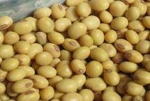 蒙豆49大豆栽培技術(shù)要點(diǎn)，生育期112天左右