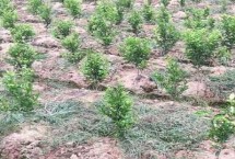 吉育637大豆栽培技術(shù)要點，一般4月下旬播種